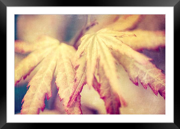Japanese Maple Leaves with Texture Effect Framed Mounted Print by Natalie Kinnear