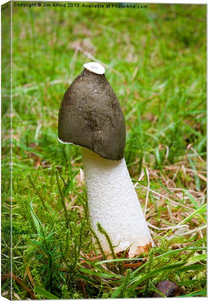 Common Stinkhorn Canvas Print by Jim Alford