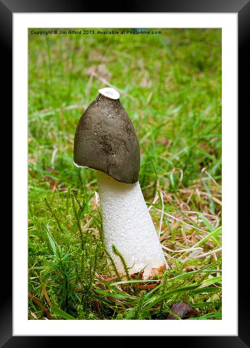 Common Stinkhorn Framed Mounted Print by Jim Alford