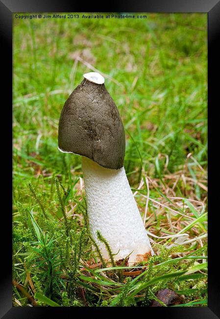Common Stinkhorn Framed Print by Jim Alford
