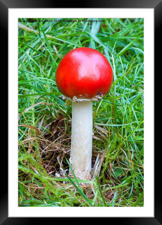 Fly Agaric Framed Mounted Print by Jim Alford