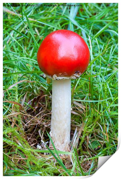 Fly Agaric Print by Jim Alford