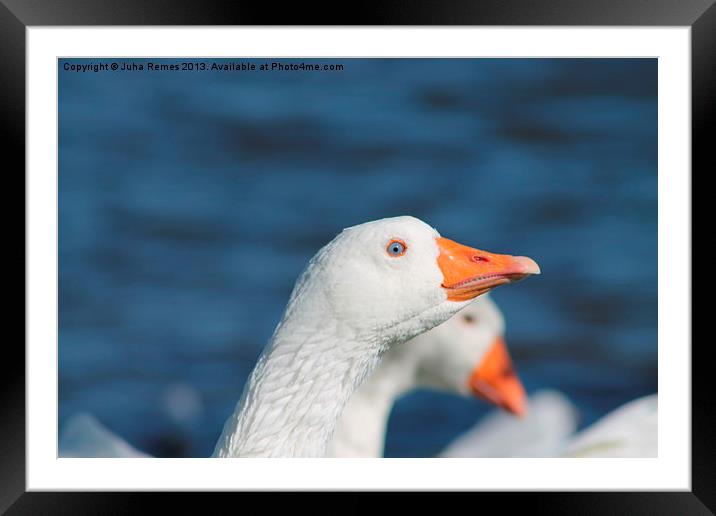 Curious Goose Framed Mounted Print by Juha Remes