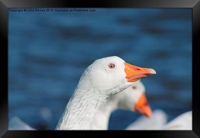 Curious Goose Framed Print by Juha Remes