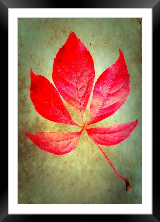 Autumn Glow Framed Mounted Print by Christine Lake