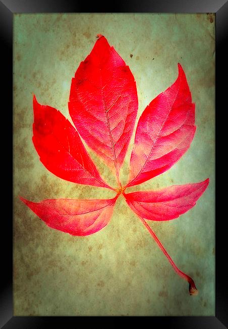 Autumn Glow Framed Print by Christine Lake