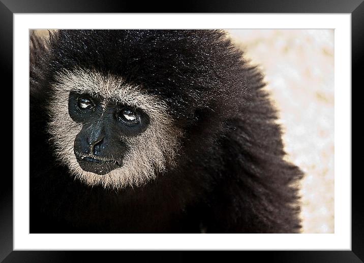 Gibbon Framed Mounted Print by Scott Anderson