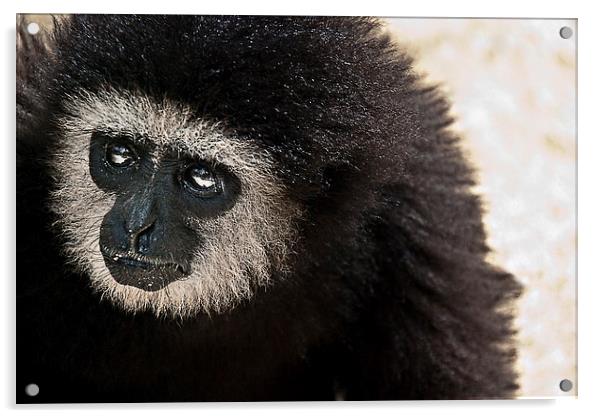 Gibbon Acrylic by Scott Anderson