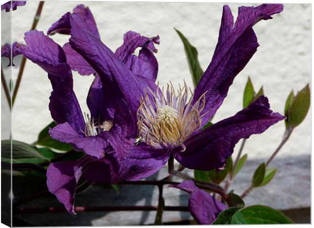 Purple Clematis Canvas Print by Stephen Cocking