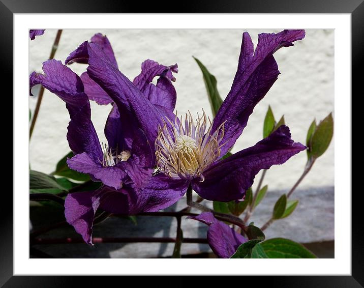 Purple Clematis Framed Mounted Print by Stephen Cocking
