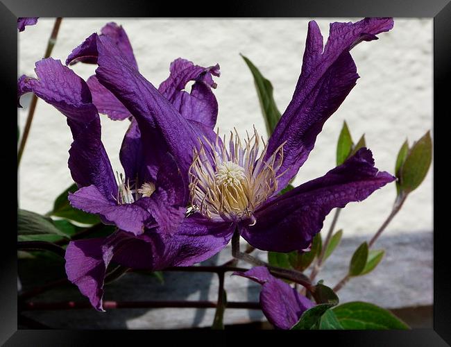 Purple Clematis Framed Print by Stephen Cocking