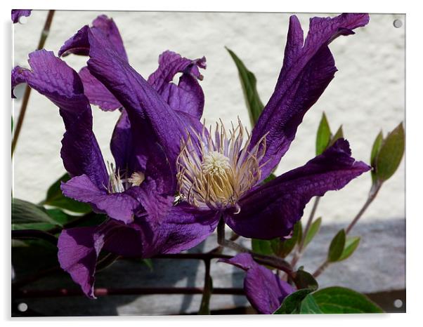 Purple Clematis Acrylic by Stephen Cocking