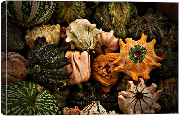 Gourds Still Life Canvas Print by Scott Anderson