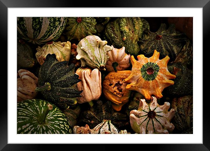 Gourds Still Life Framed Mounted Print by Scott Anderson