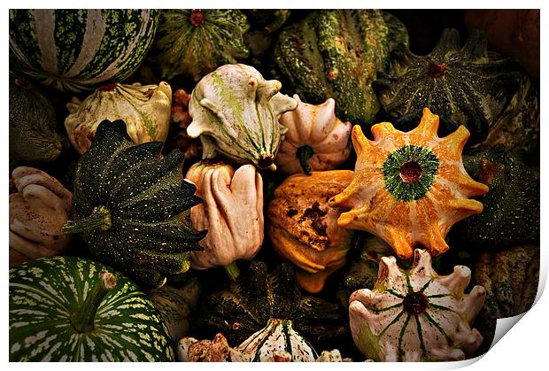 Gourds Still Life Print by Scott Anderson