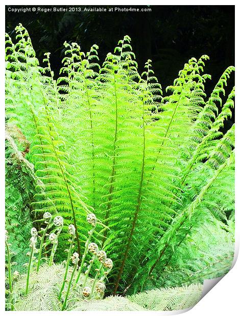 Sunlit Tree Fern Print by Roger Butler