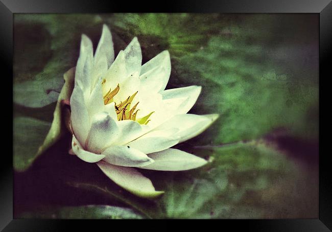 Water Lily Framed Print by Scott Anderson