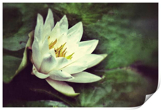 Water Lily Print by Scott Anderson