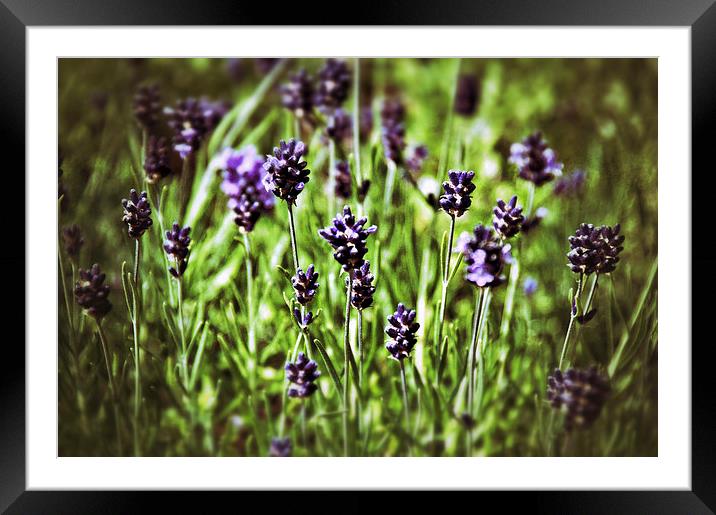 Lavender Flowers Framed Mounted Print by Scott Anderson