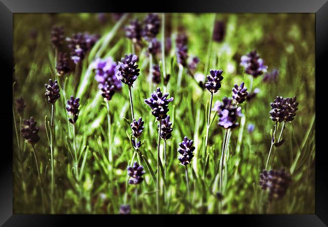 Lavender Flowers Framed Print by Scott Anderson