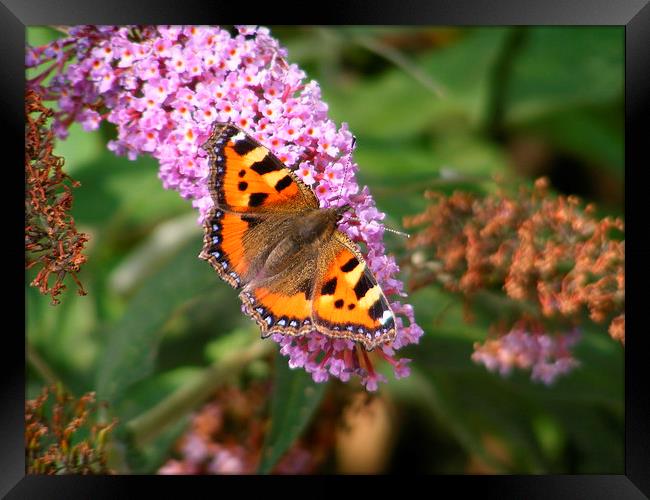 Fluttering Beauty in a Sea of Purple Framed Print by David Pankhurst