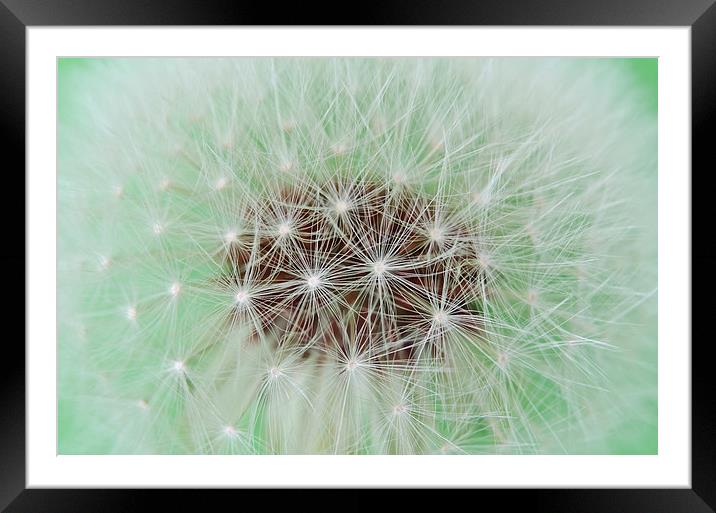 Dandelion abstract Framed Mounted Print by Dan Ward