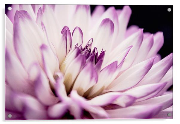 Lilac Dahlia Acrylic by Aneta Borecka