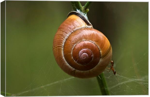 a snail and an ant Canvas Print by Jo Beerens