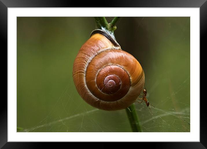 a snail and an ant Framed Mounted Print by Jo Beerens