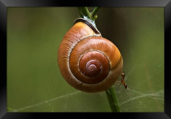 a snail and an ant Framed Print by Jo Beerens