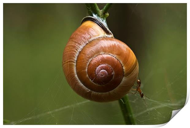 a snail and an ant Print by Jo Beerens