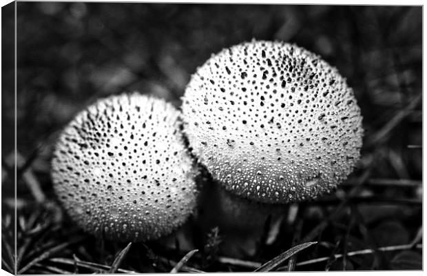 dotted mushrooms Canvas Print by Jo Beerens