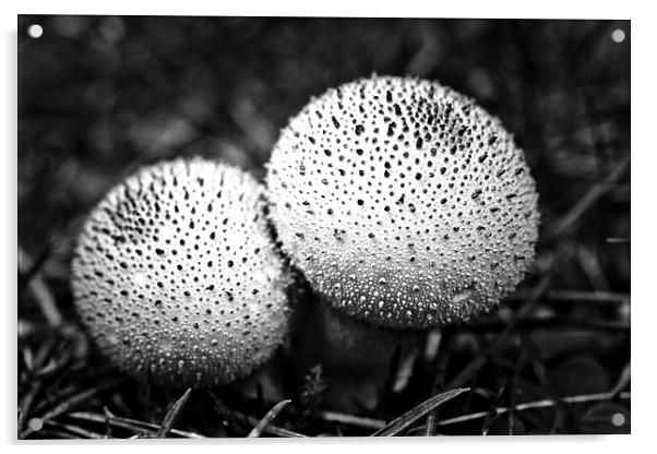 dotted mushrooms Acrylic by Jo Beerens
