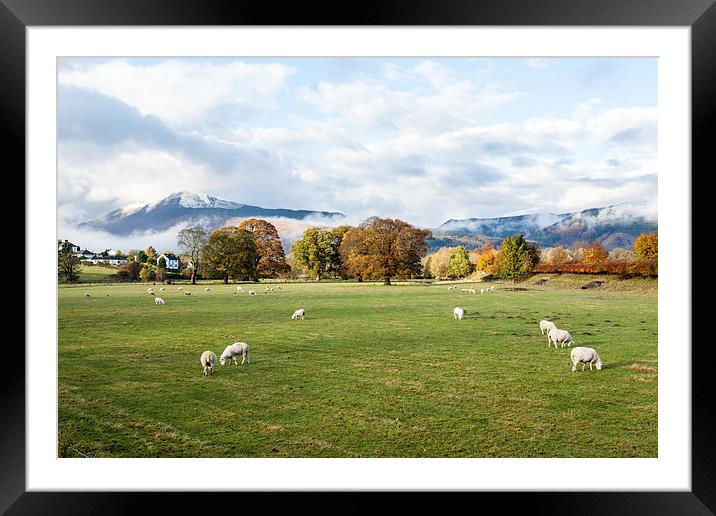 Sheep Framed Mounted Print by Gary Finnigan