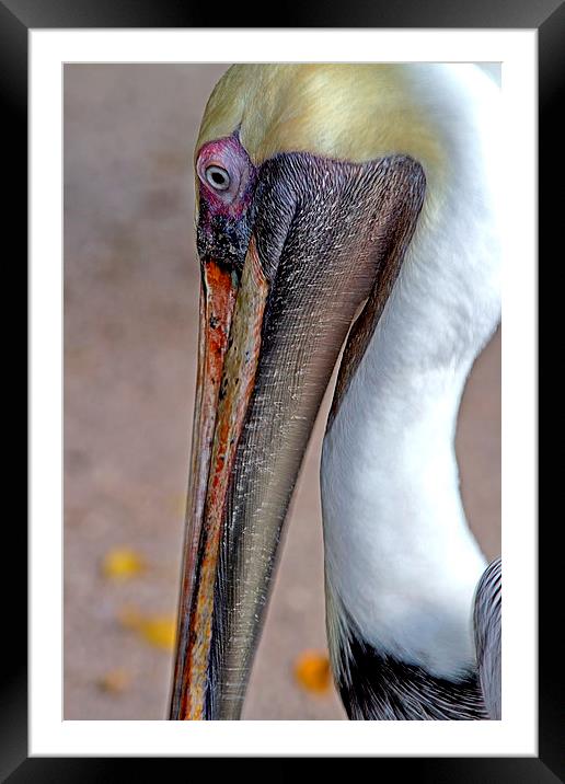 American Brown Pelican Framed Mounted Print by Anne Rodkin