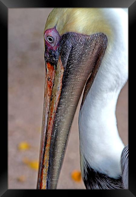 American Brown Pelican Framed Print by Anne Rodkin