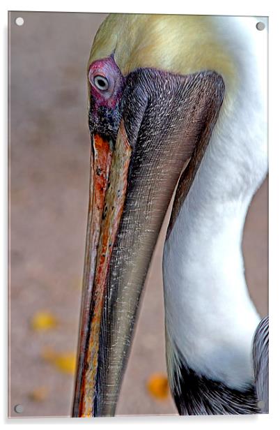 American Brown Pelican Acrylic by Anne Rodkin