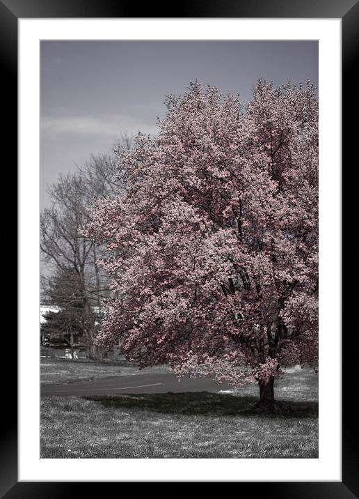 Tree in Bloom Framed Mounted Print by Tom and Dawn Gari