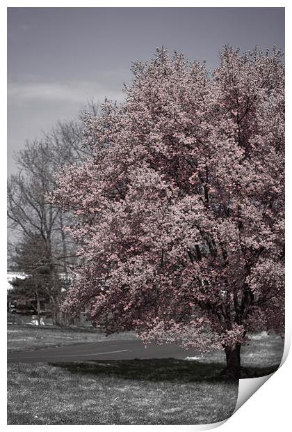 Tree in Bloom Print by Tom and Dawn Gari