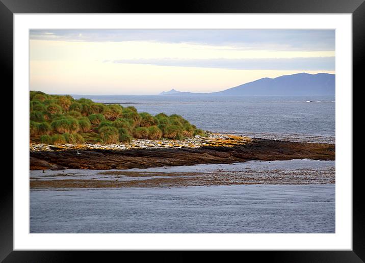 Approaching Carcass Island in The Falklands Framed Mounted Print by Carole-Anne Fooks