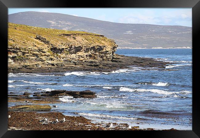 Carcass Island in The Falklands Framed Print by Carole-Anne Fooks