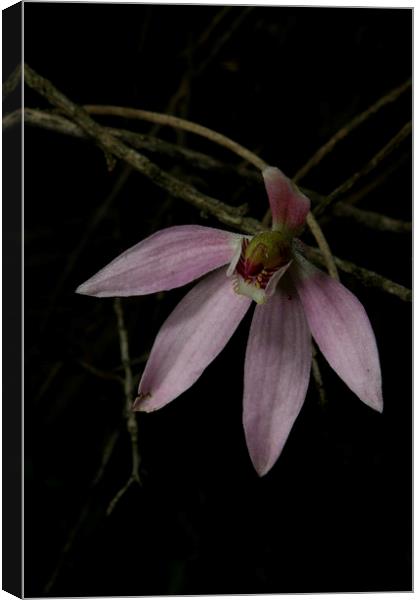 Pink Finger Orchid Canvas Print by Graham Palmer