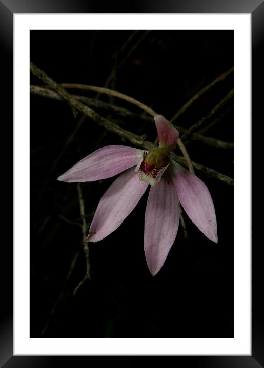 Pink Finger Orchid Framed Mounted Print by Graham Palmer