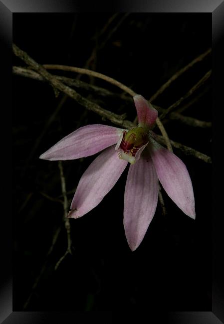 Pink Finger Orchid Framed Print by Graham Palmer