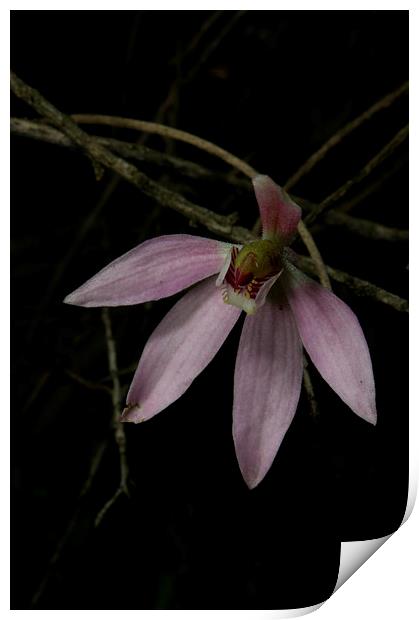 Pink Finger Orchid Print by Graham Palmer