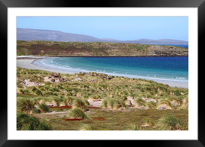 Carcass Island in The Falklands Framed Mounted Print by Carole-Anne Fooks
