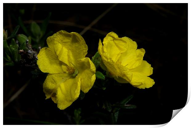 Guinea Flowers Print by Graham Palmer