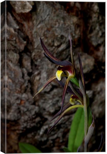 Spider Orchid 2 Canvas Print by Graham Palmer