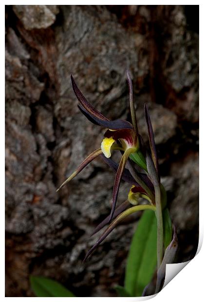 Spider Orchid 2 Print by Graham Palmer