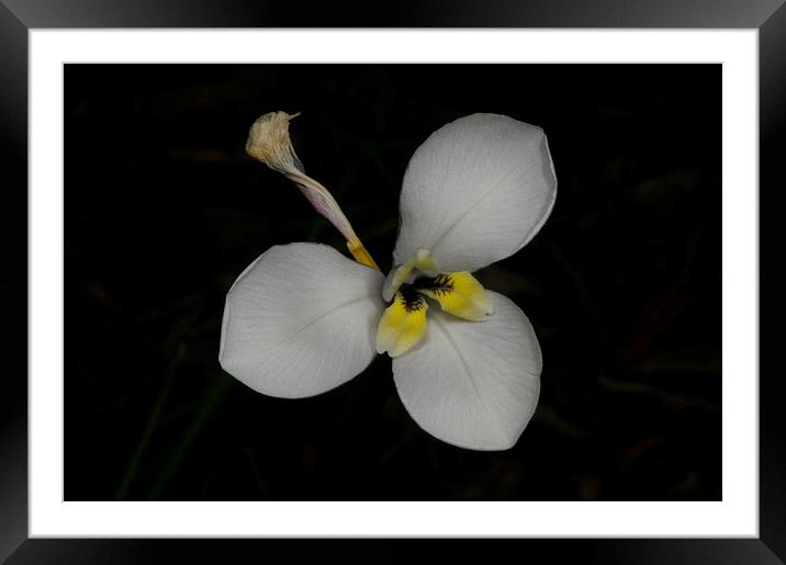 Butterfly Flag Framed Mounted Print by Graham Palmer